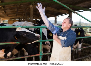 Farmer Prepares For Artificial Insemination Of Cows