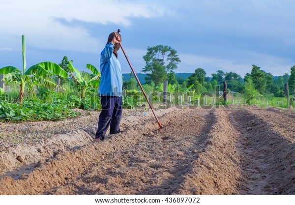 Farmer Preparing Vegetable Garden Bed Planting Stock Photo Edit
