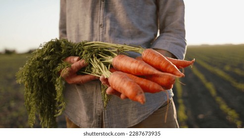 A farmer presenting freshly grown organic local colorful orange carrots. Rancho worker presenting result of his work in field - Powered by Shutterstock