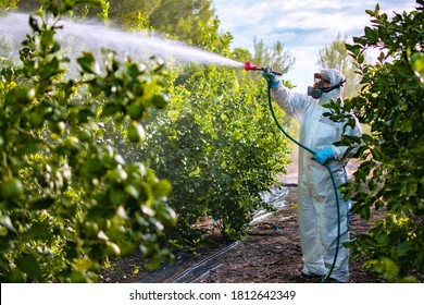 Farmer in protective clothes spray pesticides. Farm worker spray pesticide insecticide on fruit lemon trees. Ecological insecticides