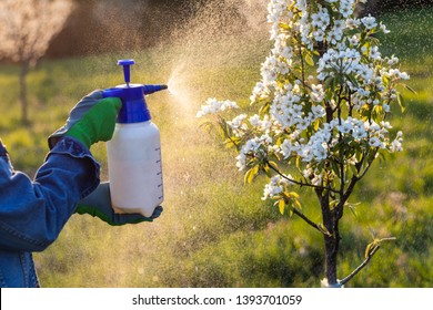 Farmer with protective gloves spraying a blooming fruit tree against plant diseases and pests. Using spray bottlewith pesticide in orchard at springtime