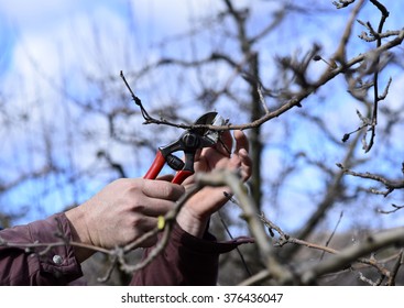 Farmer Pruning Apple Tree In Orchard