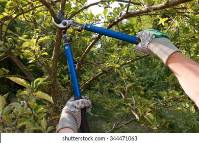 Farmer Pruning An Apple Tree With Pruning Shears