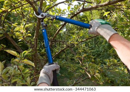 Farmer pruning an apple tree with pruning shears