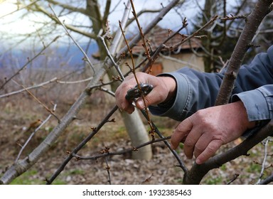 Farmer Pruning Of The Cherry Tree In March