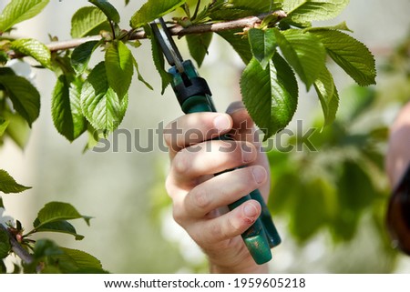 Similar – Image, Stock Photo Hand with cherry on purple background with copy space