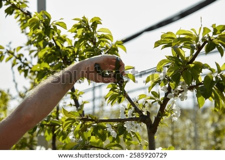 Farmer pruning cherry trees and branches of young trees during blossom in spring.