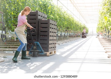 Farmer Pushing Tomato Crates On Pallet Jack By Plants At Greenhouse