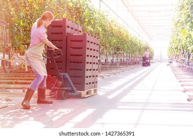 Farmer Pushing Tomato Crates On Pallet Jack By Plants At Greenhouse