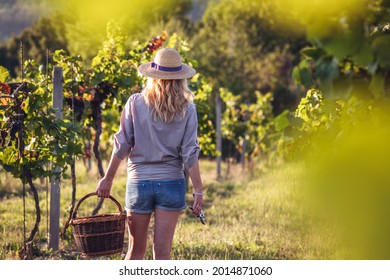 Farmer is ready for grape harvesting at vineyard. Woman vintner holding wicker basket. Agricultural occupation in winery - Powered by Shutterstock