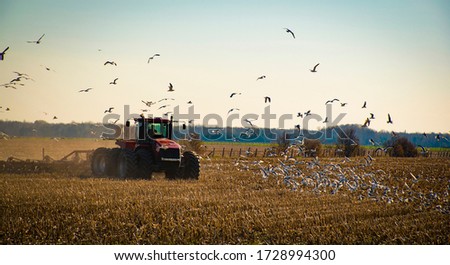 Farmer in red tractor & plough for tillage. He is plowing to prepare the soil of his farm land before seeding. Gulls, Birds flying eating crops, Pest & bird control in agriculture & horticulture.