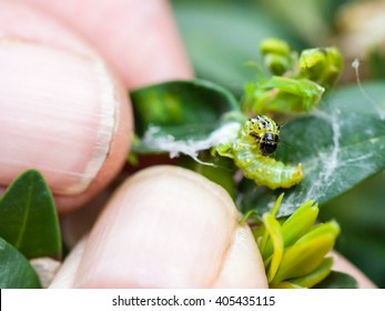 farmer removes caterpillar of insect pest (Cydalima perspectalis or the box tree moth) from boxwood leaves in garden