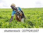 A farmer removes weeds from tea plantations in Africa, work in the fields and tea production.