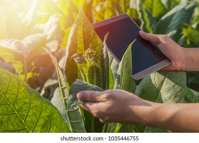 Farmer Research Center On Tobacco Farm Agricultural And Scientist-based Ideas For Research Assistants.