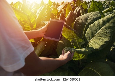 Farmer Research Center On Tobacco Farm Agricultural And Scientist-based Ideas For Research Assistants.