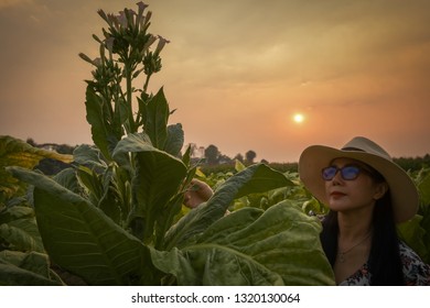 Farmer Research Center On Tobacco Farm Agricultural And Scientist-based Ideas For Research Assistants.