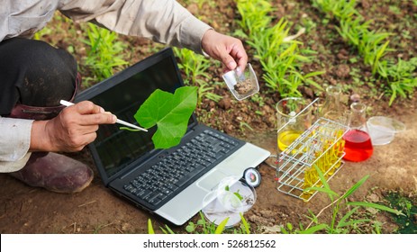 Farmer researching growth of plant in greenhouse. Agriculture concept.