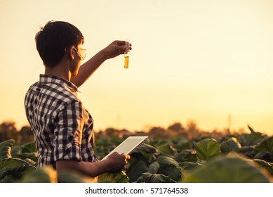 Farmer researching plant in tobacco farm. Agriculture and scientist concept. 