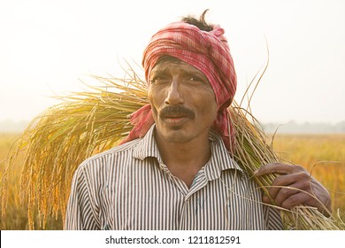 Farmer And Rice Sheaf, West Bengal, India, Jan 1 2000