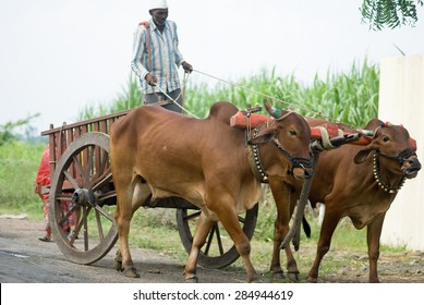 Farmer riding bullock cart, rural village, Salunkwadi, Ambajogai, Beed, Maharashtra, India.