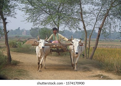 A farmer is riding his bullock cart in a village of West Bengal in India