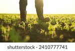 farmer rubber boots walks through field sunset. Agriculture. green soybean sprouts field sunset. agronomist rubber boots walks through farm sunset, agriculture concept, legs farmer business boots