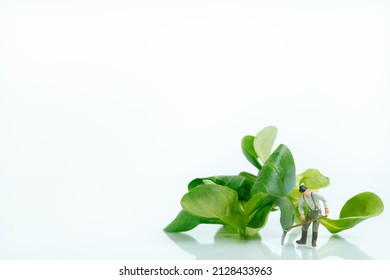 A farmer with a scythe stands in front of a juicy fresh lamb's lettuce on a white background. right view ,with copy space. Concept: organic farming - Shutterstock ID 2128433963