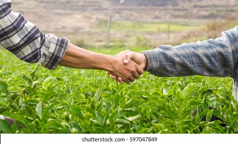 farmer shaking hands on potato leaves.