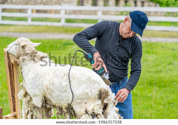 Farmer shearing the sheep. Handsome man shearing\
the wool from sheep.