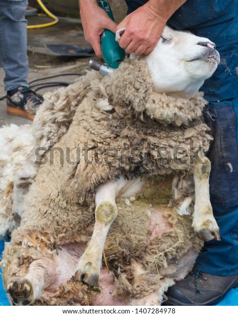 Farmer Shearing Sheep Wool Stock Photo (Edit Now) 1407284978