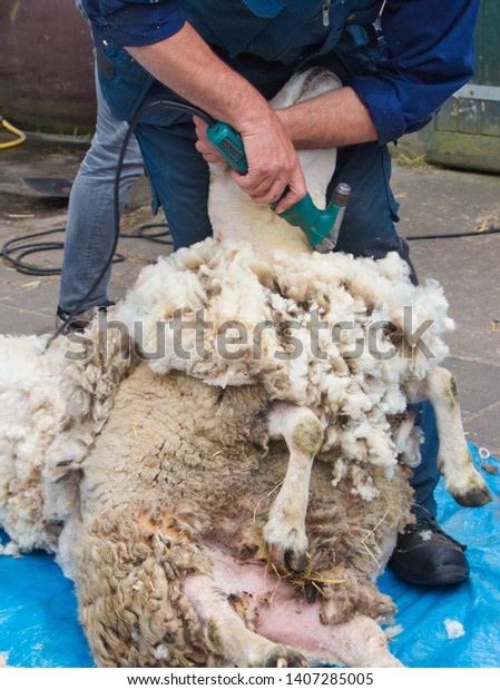 Farmer Shearing Sheep Wool Stock Photo (Edit Now) 1407285005