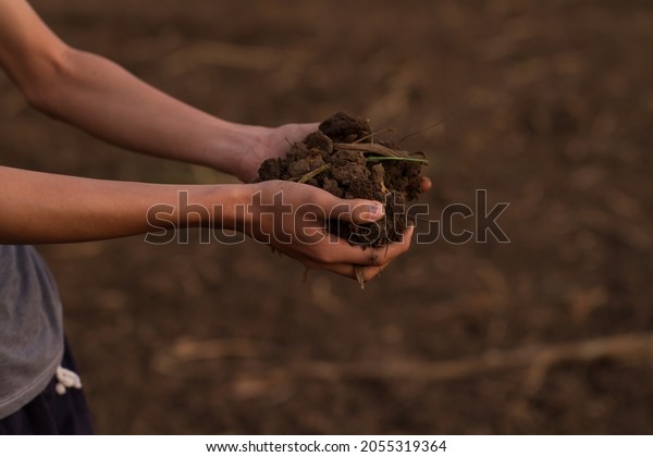 Farmer show a\
compacted soil at uncultivated fields. Bad soil the impacted of\
continue use of chemical\
fertilizer.