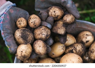 Farmer Show Harvest Of Potatoes In His Hands Close Up