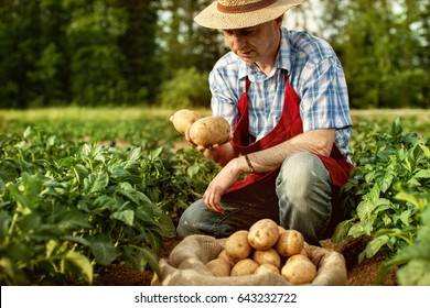 Farmer Show His Organic Potato Harvest At Field