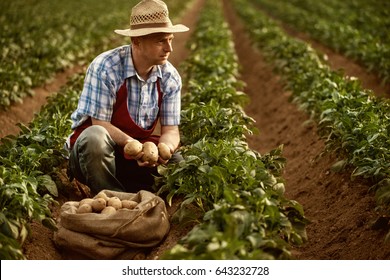 Farmer Show His Organic Potato Harvest At Field