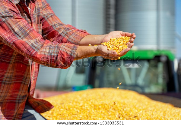 Farmer Showing Freshly Harvested Corn Maize Grains\
Against Grain Silo. Farmer\'s Hands Holding Harvested Grain Corn.\
Farmer with Corn Kernels in His Hands Sitting in Trailer Full of\
Corn Seeds.