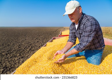 Farmer Showing Harvested Corn Maize Grains During Harvest