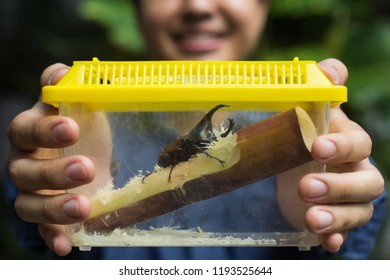 Farmer Showing His Rhinoceros Beetles In Case