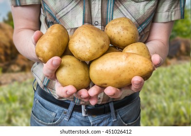 Farmer is showing and holds big potatoes in hands.