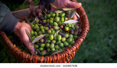 Farmer shows a handful of Tuscan ripe harvested olives. - Powered by Shutterstock