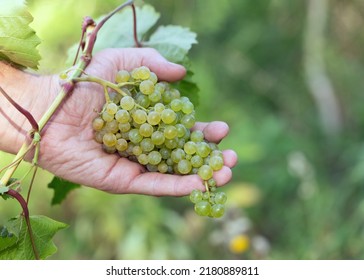 Farmer Shows His Grape Harvest, Holds Ripe Bunch Of Muscat Grapes In Hand. Viticulture And Gardening Concept