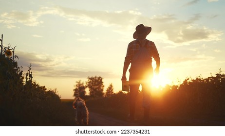 farmer silhouette. a male farmer walk along a road among a field of sunflowers. farm agriculture business sun concept. man farmer working in a field of sunflowers. senior agriculture agronomist - Powered by Shutterstock