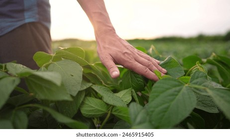 farmer sitting through the field. business farming and irrigation concept. male farmer in a red cap sitting among lifestyle green plants in a field, checking green shoots in his field - Powered by Shutterstock