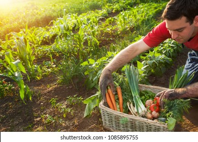 Farmer sorting various vegetables in wicker basket in the garden - Powered by Shutterstock