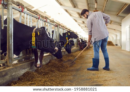 Farmer with spade adding some fodder for feeding cows on a cattle farm in the countryside