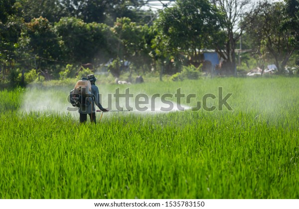 Farmer are spraying chemicals, glyphosate,\
chlorpyrifos toxic weed in rice\
fields.