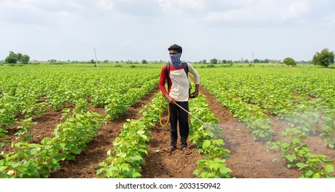 Farmer Spraying Cotton Field With Pesticides And Herbicides.
