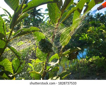 Farmer spraying a manual herbicide or herbicide, Spray fertilizer to the guava tree, Selective focus.