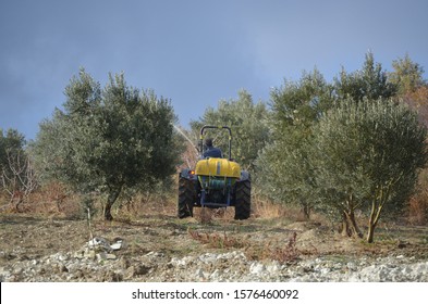 Farmer is spraying olive trees with tractor.