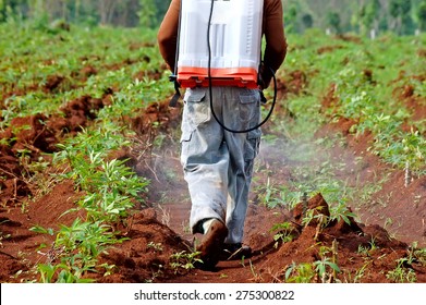 Farmer Spraying Pesticide In The Cassava Field